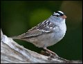_0SB0652 white-crowned sparrow